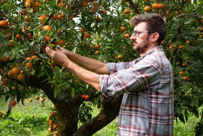 Farmer harvesting fruit on a Regenerative Organic Certified farm in Italy
